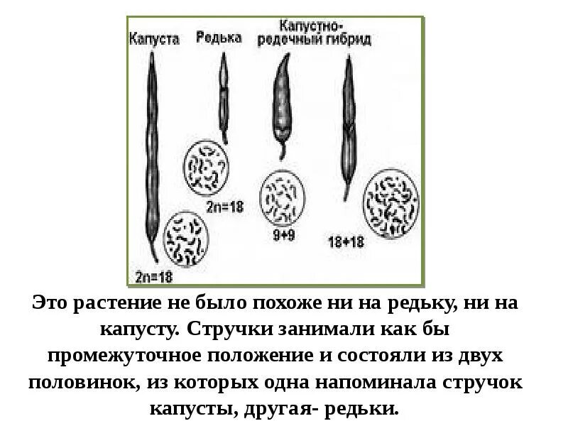 Карпеченко капустно редечный гибрид. Капустно-редечный гибрид Карпеченко. Карпеченко гибрид редьки и капусты. Опыт Карпеченко капустно редечный гибрид. Селекция редьки и капусты Карпеченко.