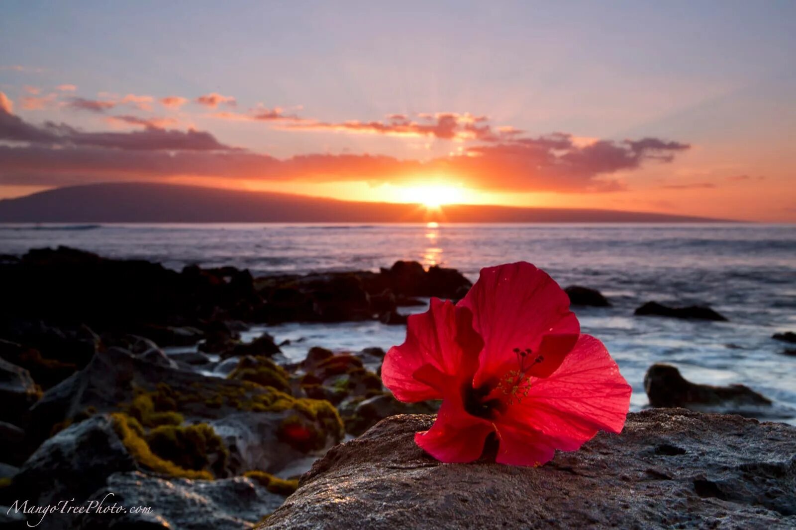 Flower sunset. Плюмерия Гавайи. Рассвет на море. Цветы и море. Океан цветы красиво.