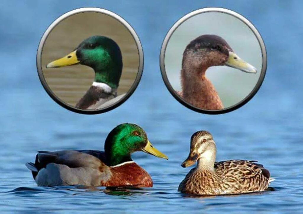 Утка и селезень самец самка. Дикие утки селезень и утка. Определить селезня. Женская особь у уток. Определить селезня.