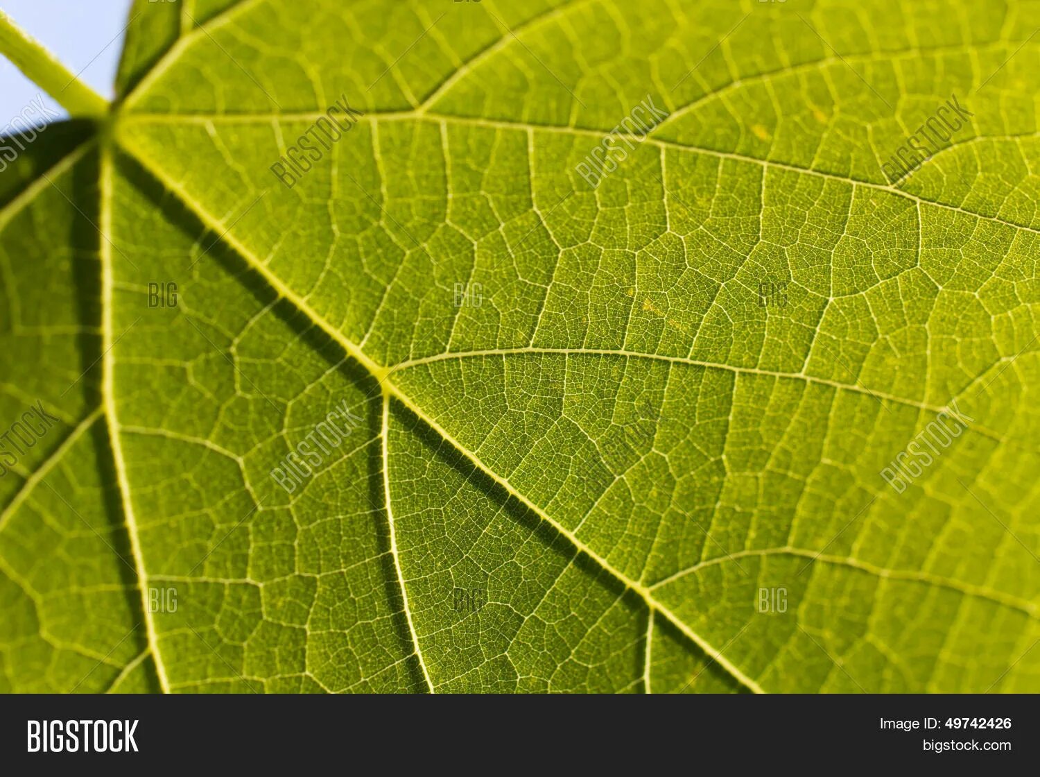 Жилка листа. Green close commission. Green close commission. Лист с прожилками. Листья макро.