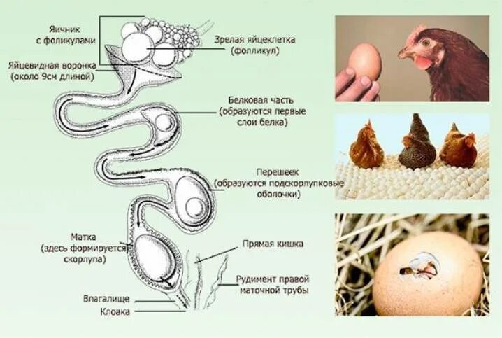 Могут ли куры нести яйца без петуха. Формирование яйца у птиц. Строение яйцеклетки куриного яйца. Яичник курицы строение. Процесс формирования яйца в курице.