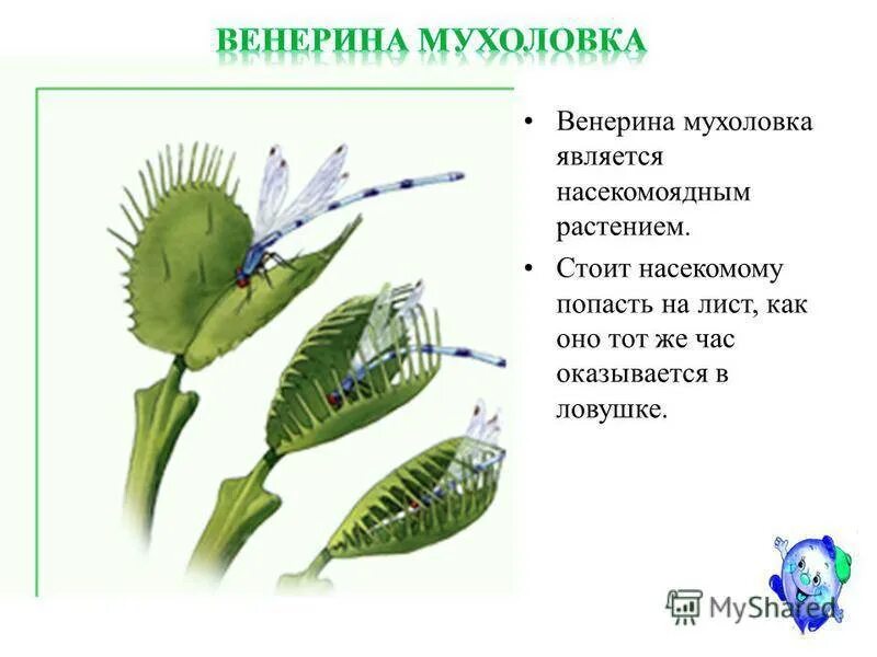 Какие видоизменения листьев произошли у растений. Какие видоизменения листьев произошли у растений
