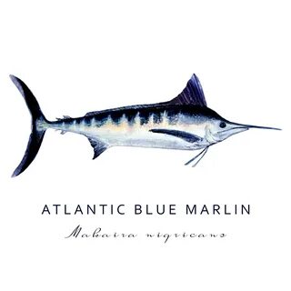 Blue marlin отзывы