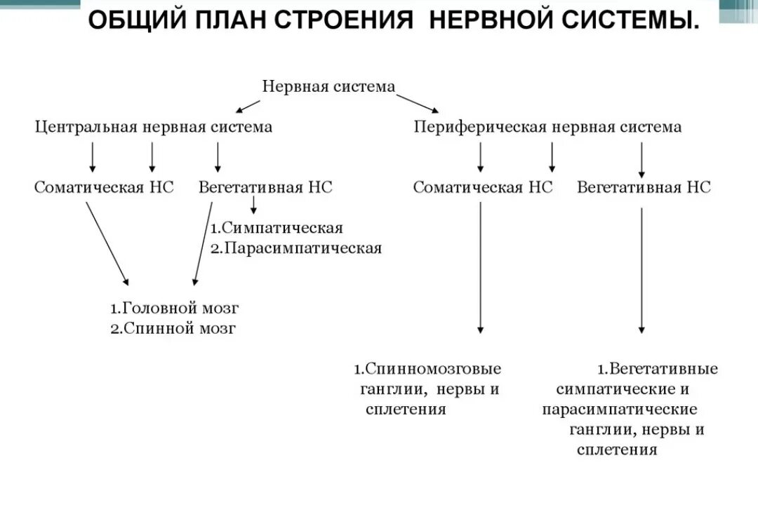 Схемы строение нервной системы. Схемы строение нервной системы