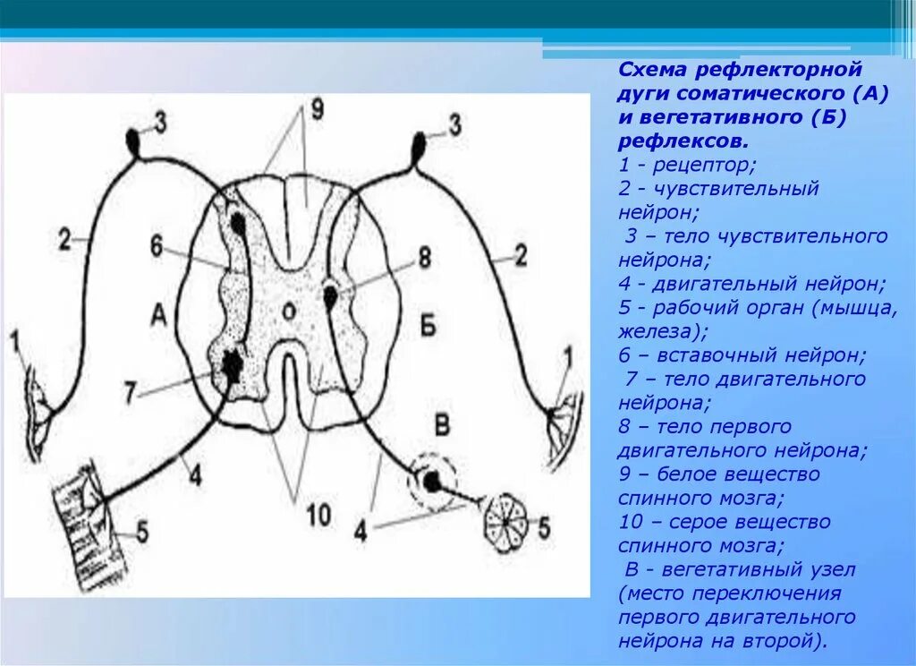 Двигательный вегетативный нейрон. Рецептор схема рефлекторная дуга. Двигательный путь вегетативной рефлекторной дуги схема. Схема строения соматической рефлекторной дуги. Элементы рефлекторной дуги схема.