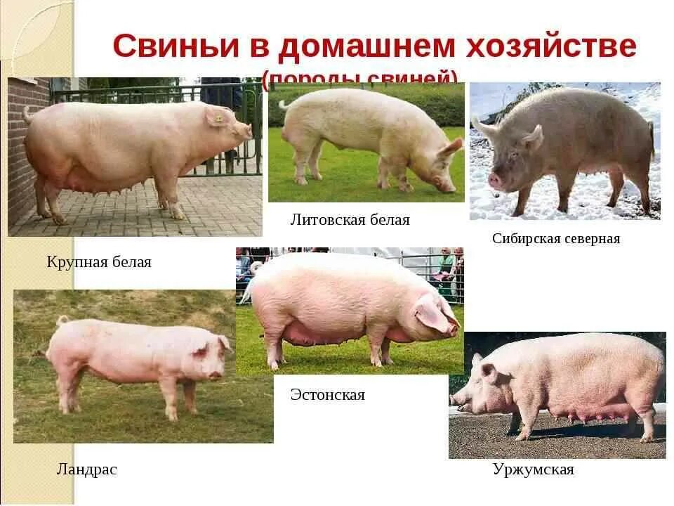 Породы свиней сального направления продуктивности. Дюрок пятнистый поросенок. Селекция свиней. Голштины порода свиней. Название пород поросят.