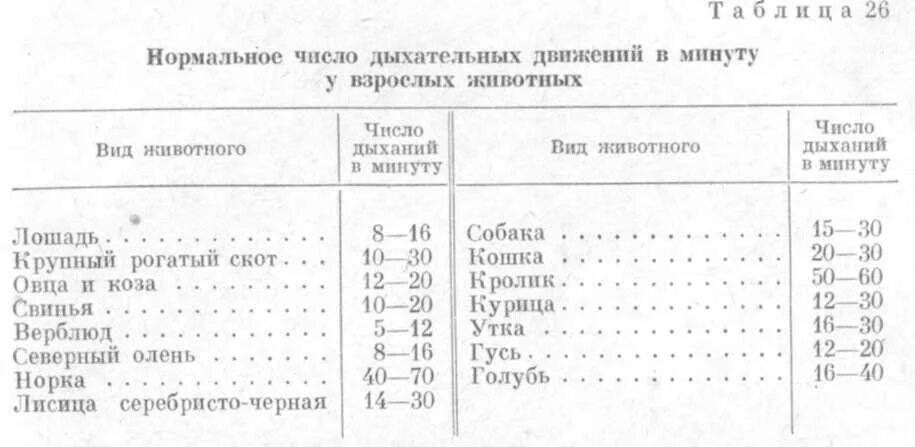 Частота выдохов в минуту. Норма дыхания у кошек в минуту. Норма дыхательных движений в минуту у кошек. Частота дыхательных движений у кошки. Норма дыхательных движений в минуту у кота.