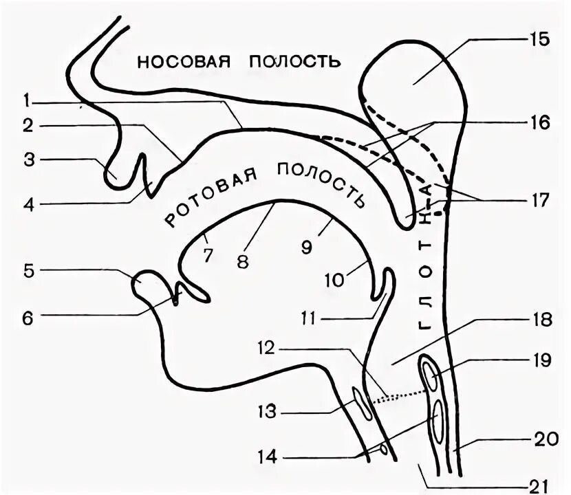 Особенности строения артикуляционного аппарата. Артикуляционный отдел речевого аппарата. строение речевого аппарата схема. строение речевого аппарата логопедия. строение речевого аппарата филичева.