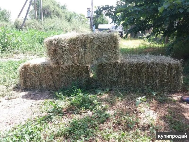 Купить сено в ставропольском