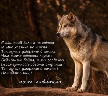 Группа одинокий волк