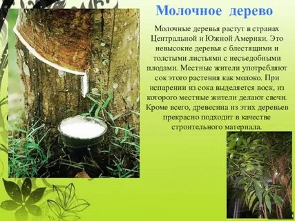 Молочное дерево