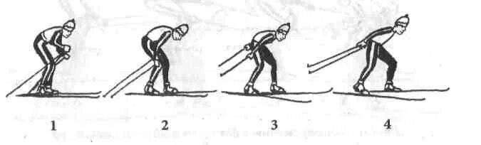 Полуконьковый ход на лыжах. Одновременный полуконьковый лыжный ход. Полуконьковый ход на лыжах. Коньковые лыжные ходы полуконьковый ход. Полуконьковый лыжный ход.