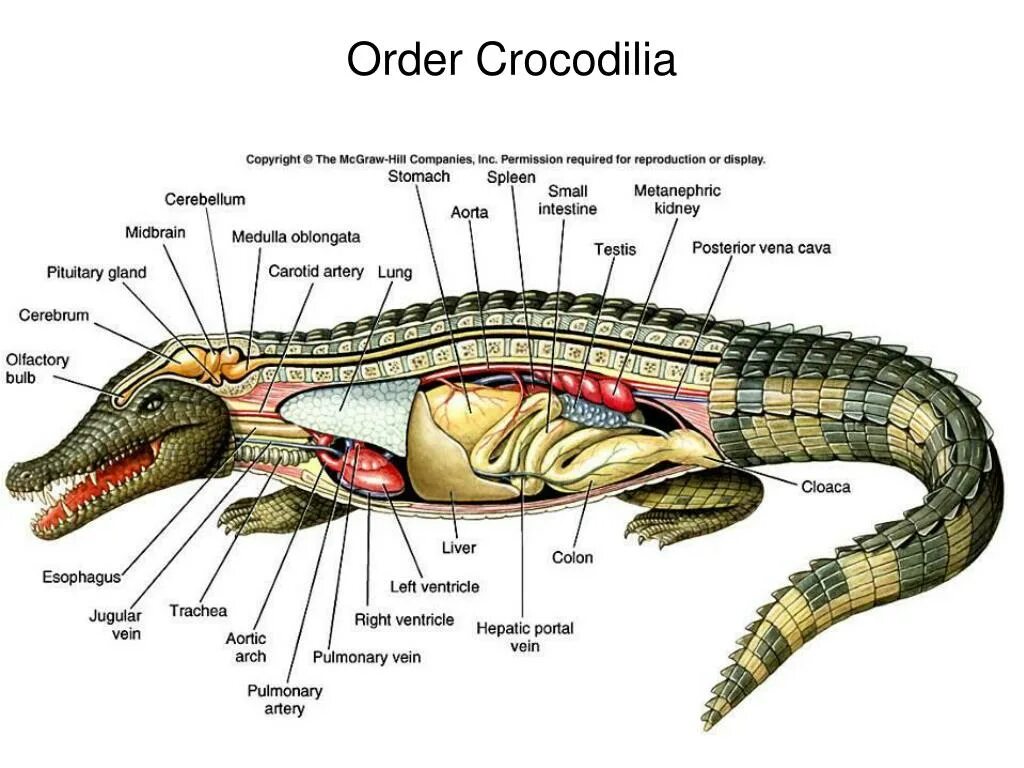 Пищеварительная система пресмыкающихся. Строение крокодилов клоака. Внутреннее строение пресмыкающихся пищеварительная система.