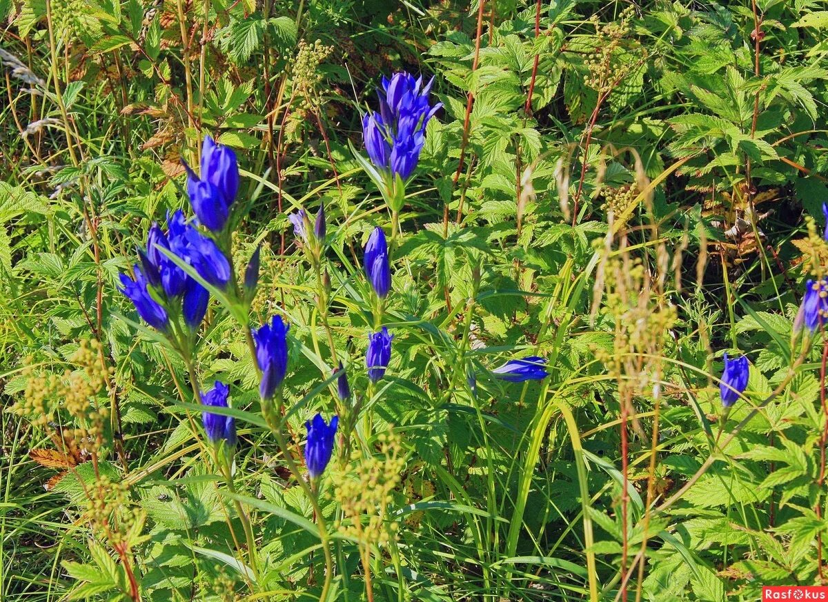 Растение синий зверобой сканворд 5. Синий зверобой растение. Синий зверобой фото. Синие цветы лесов Новосибирской области. Зверобой синего цвета.