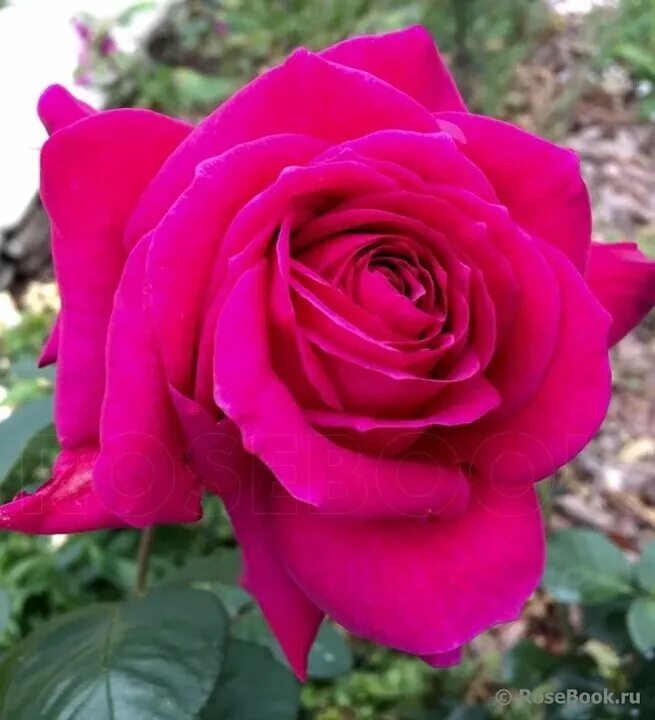 Биг перл. Биг перл. Биг перл. Роза чайно-гибридная биг перпл. Роза биг парпл энциклопедия роз.