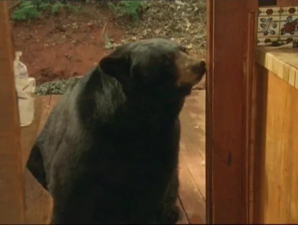 Рок магазин кисловодск. "сирийский пленник". Хозяин гор 2. Хозяин гор 2. Хозяин гор.