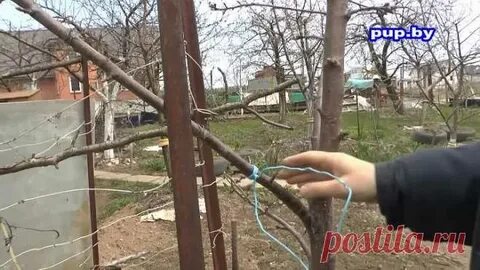 Как заставить плодоносить