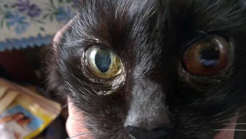 Пятно на глазу у кота. Зрачок кошки. кот расширенный зрачок. большие зрачки у кошки. кровяное пятно на глазу у кота.
