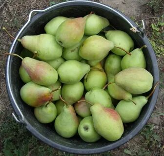 Груша талгарская красавица описание сорта фото