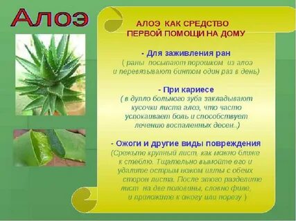 Текст алоэ