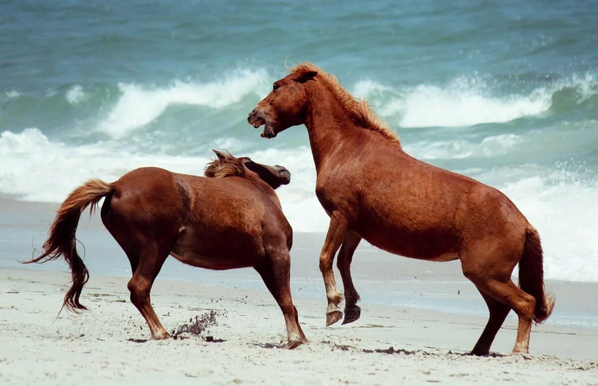 Wild horse islands the hunt. Остров Ассатиг лошади. Остров Ассатиг Мэриленд. Дикие лошади острова Сейбл. Остров Сейбл лошади.