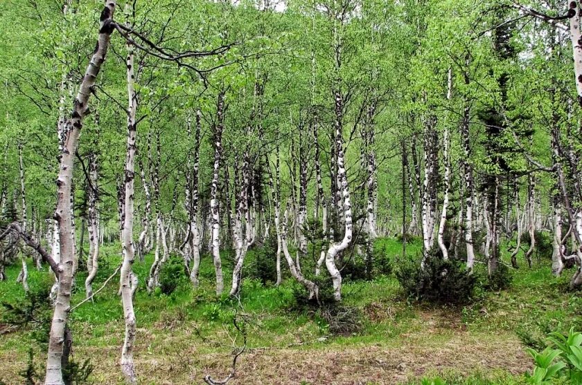 танцующие березы боровое казахстан. танцующий лес боровое казахстан. боровое казахстан роща танцующих берез. боровое казахстан роща танцующих берез. танцующие березы.