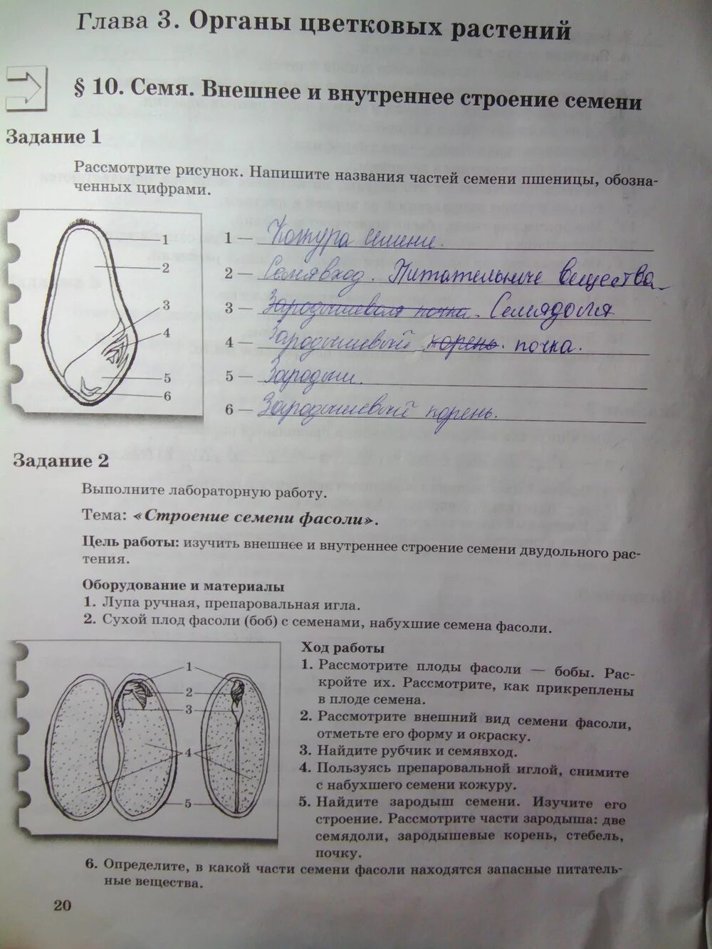 Задания по биологии 6 класс Пономарева. Лабораторная по биологии 6 класс. Лабораторная работа 6 класс Пономарева. Лабораторная 6 по биологии 6 класс Пономарева.