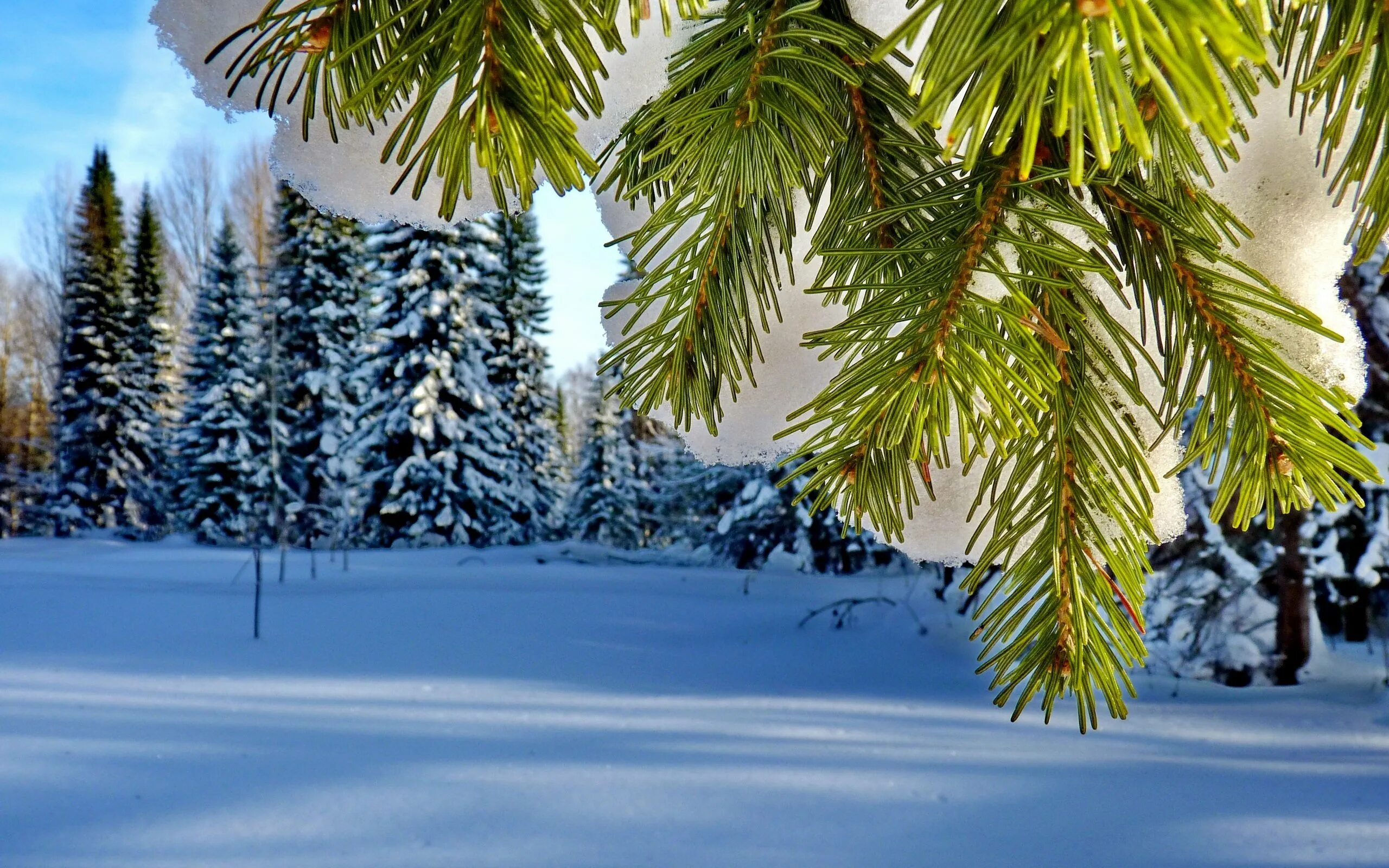 Новогодняя природа. Елка в зимнем лесу. Зимние картинки на рабочий стол. Декабрь природа. Зимою и летом елочка зеленая была