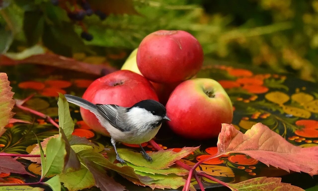 яблоки птицам. августовские птицы. синица на яблоке. яблоки птицам. сьюзен бордет художник.