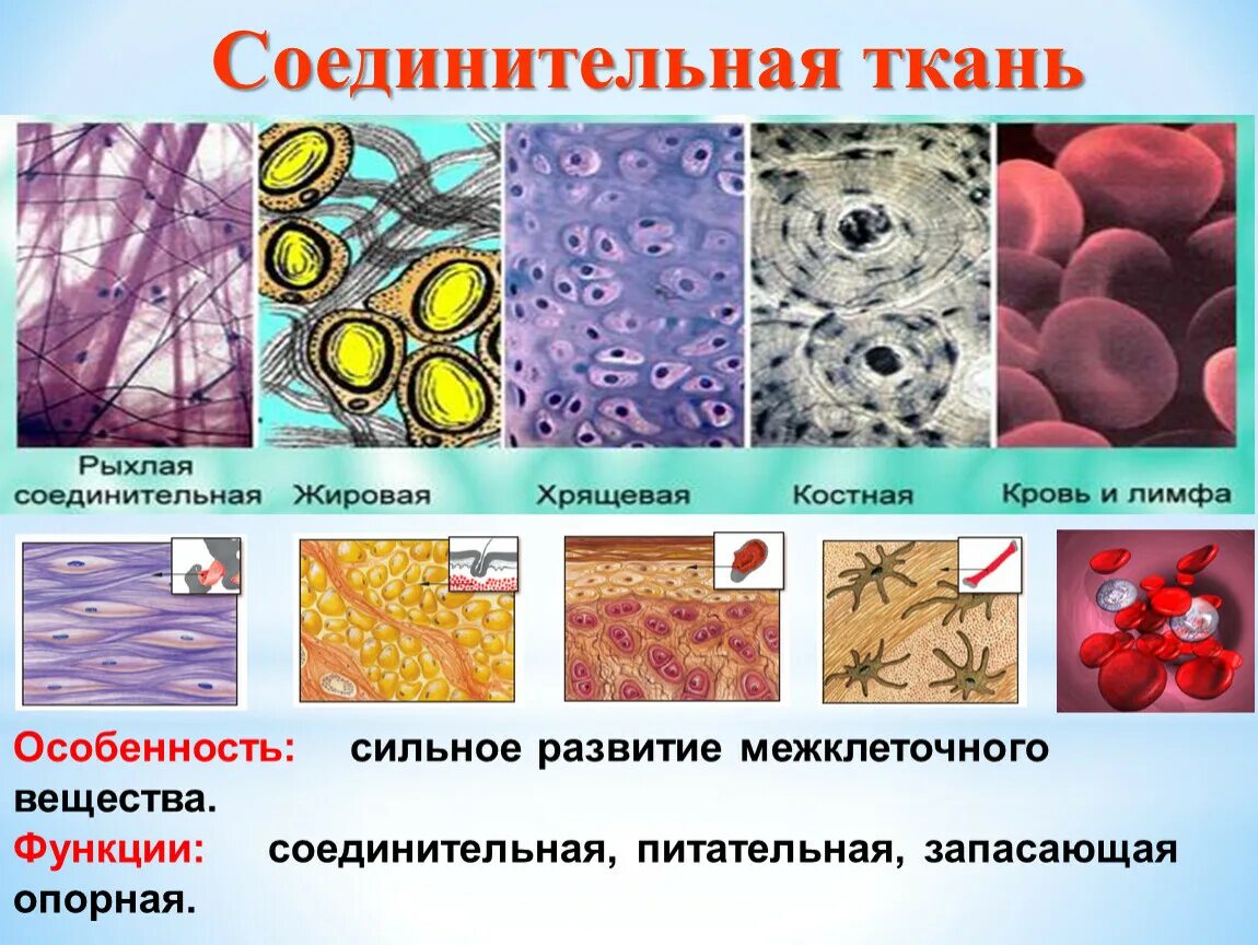 Строение соединительной ткани 7 класс. Соединительная ткань строение ткани. Соединительная ткань биология строение. Строение соединительной ткани 8 класс биология.