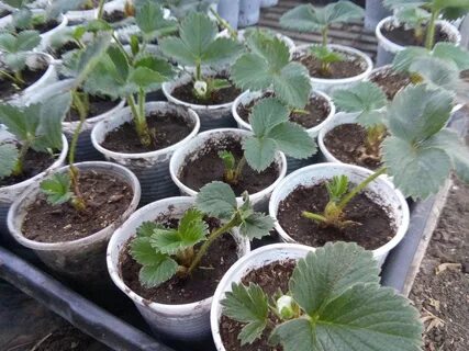 Звоните, пишите Продам рассаду клубники, Купи - продай Кострома