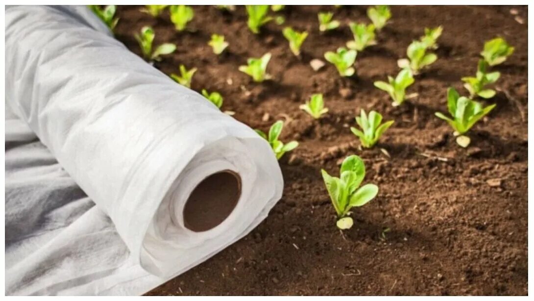 агроткань застилочная для клубники. агротекстиль agrojutex 100г/м2. можно ли спанбондом. можно ли спанбондом. агроволокно premium agro.