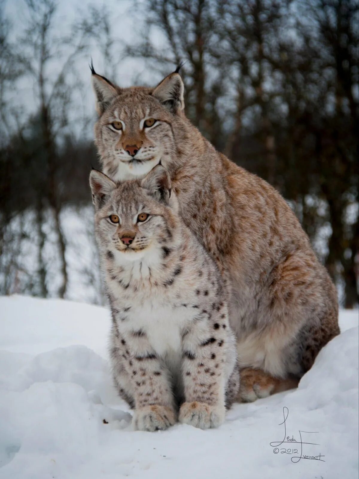 Якутская Рысь. Рысь — Lynx Lynx. Восточно Сибирская Рысь. Обыкновенная Сибирская Рысь.