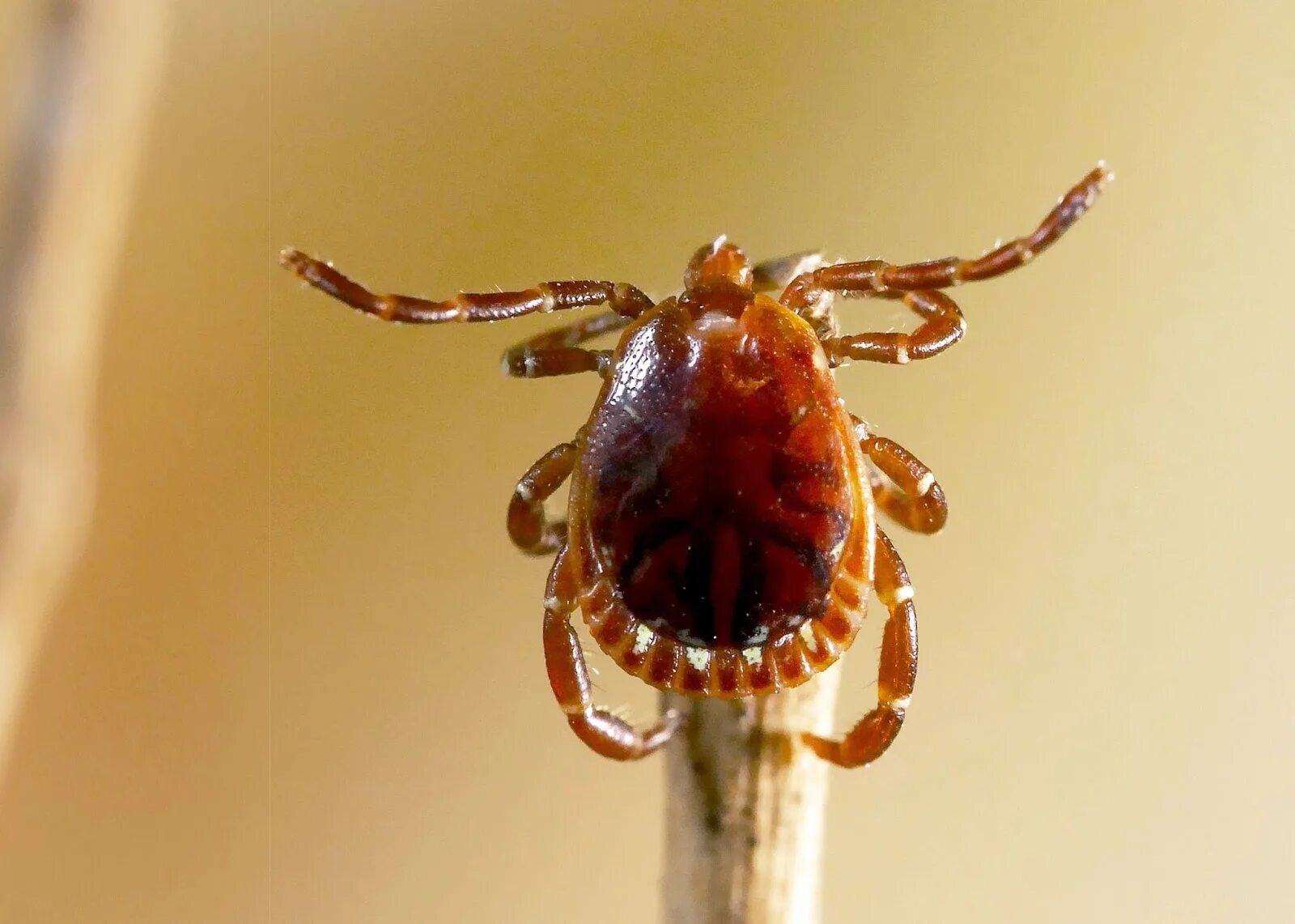 Клещ фото крупным планом как выглядит. Amblyomma americanum. Клещ амблиомма.