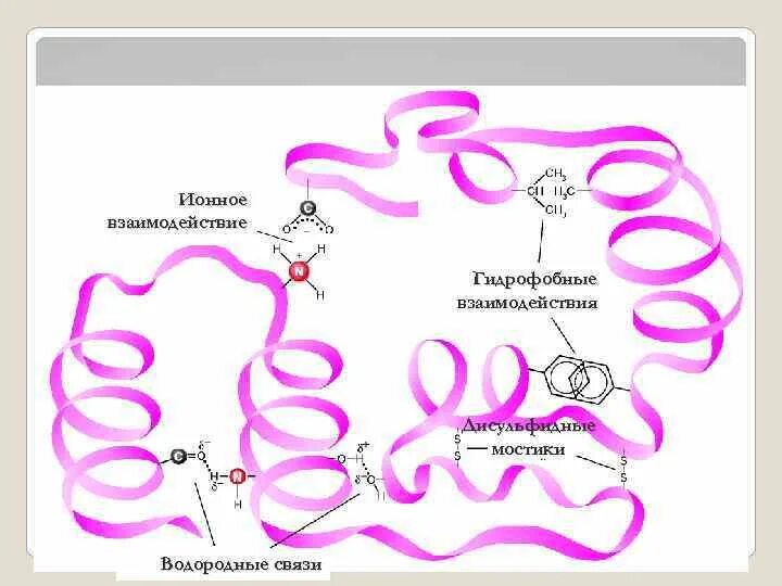 Водородные мостики. Гидрофобные взаимодействия в третичной структуре белка. Гидрофобные связи в белке. Гидрофобные взаимодействия структура белка. Третичная структура гидрофобные взаимодействия.