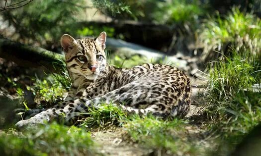 Ocelot Wild cats, Clouded leopard, Sand cat
