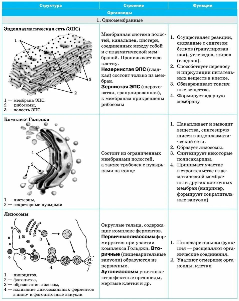 Органоиды клетки строение и функции таблица. Органоид эндоплазматическая сеть строение и функции таблица. Эндоплазматический ретикулум строение и функции таблица. Одномембранные компоненты клетки таблица. Эпс строение и функции