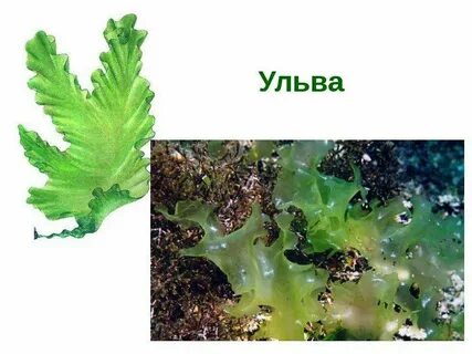 Ульва какая среда