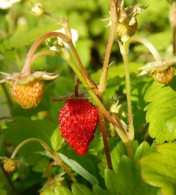 Земляника ремонтантная безусая Александрия. Земляника Лесная (Fragaria vesca) Alexandria (Александрия). Безусые сорта земляники