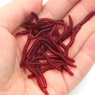 Красные черви