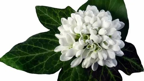 White plant
