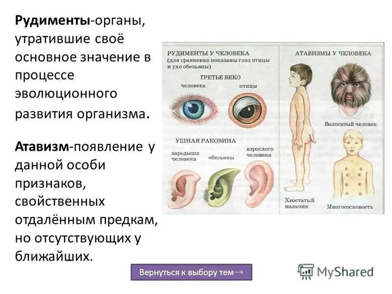 Презентация на тему рудименты и атавизмы