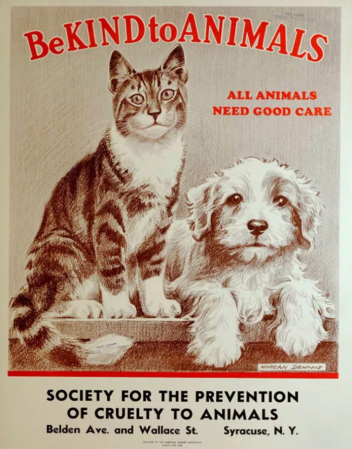 Постер собаки и кошки. Забота о животных плакат. Постеры с собаками и Цитатами. Постер с котом и собакой.
