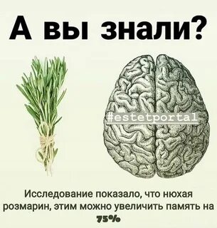 Розмарин вред