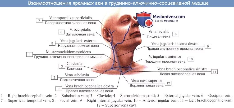 Правая внутренняя яремная Вена. Внутренняя яремная Вена латынь. Правая внутренняя яремная Вена на латыни. Передняя и наружная яремная Вена.