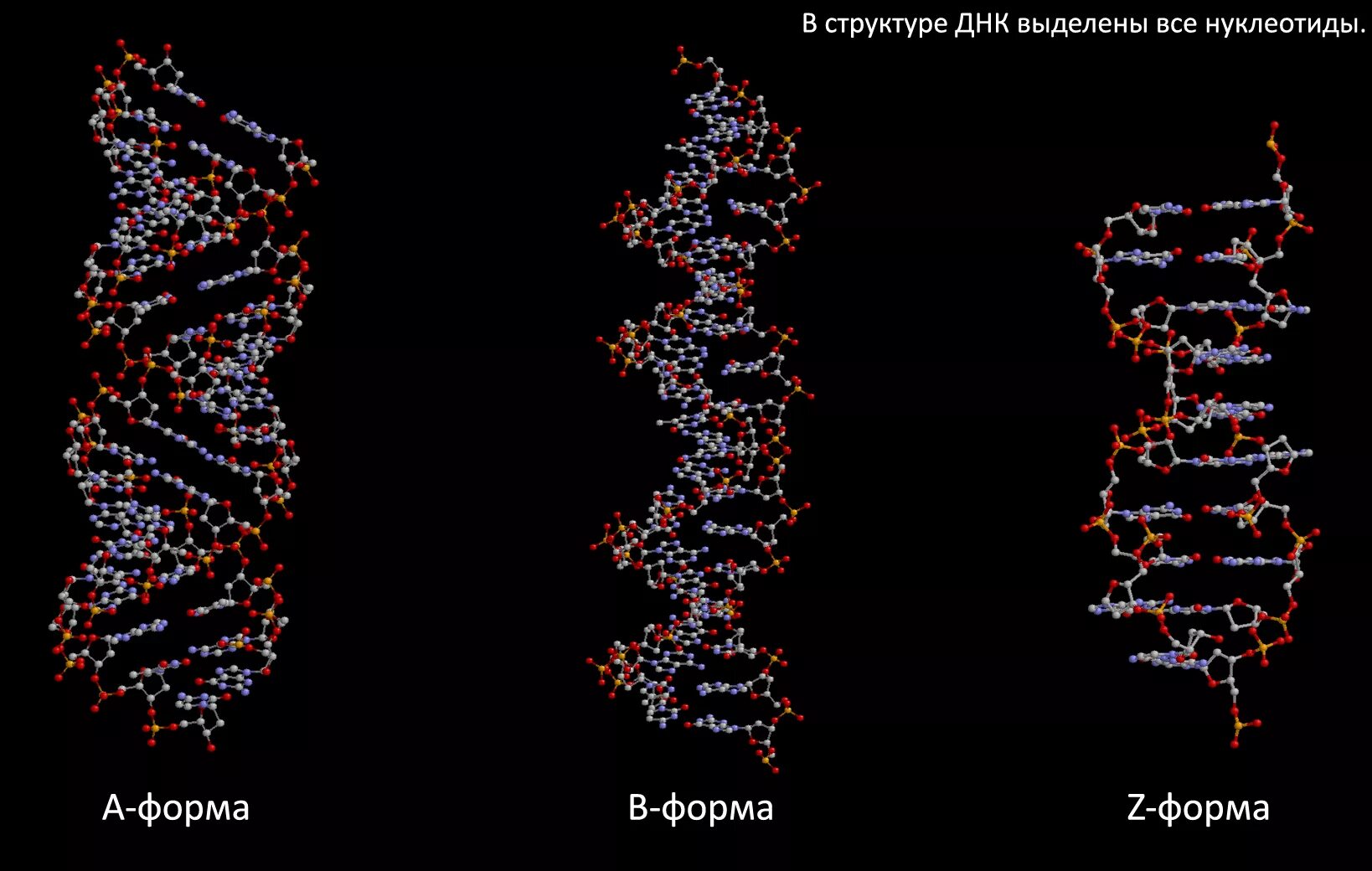 Какого структура днк. Структура ДНК. Структура ДНК человека. Формы структуры ДНК. Строение молекулы ДНК.