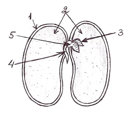 Строение семян тест. Строение семени двудольного растения фасоли рисунок. Строение двудольного семени. Строение семени двудольного растения без подписей. Строение семени двудольного растения.