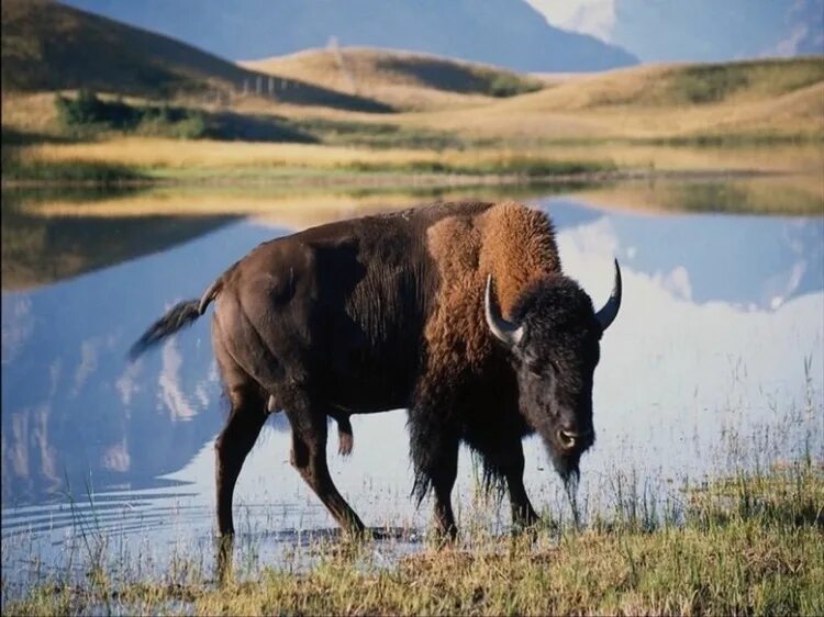 зубр. где живет зубр. зубр самое крупное наземное млекопитающее. где обитает зубр на каком материке. зубр красная книга краткое описание.