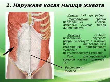 Косы мышцы живота