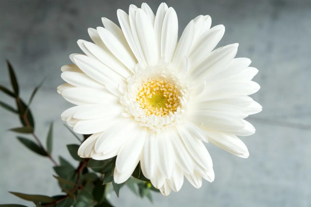 Wait flowers